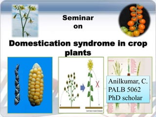 Seminar
on
Domestication syndrome in crop
plants
16-Dec-17 1PG seminar
Anilkumar, C.
PALB 5062
PhD scholar
 