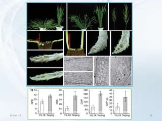 Domestication syndrome in crop plants | PPTX