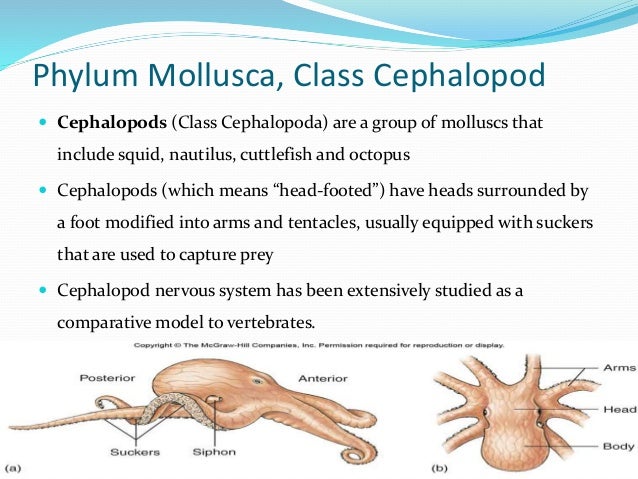 nervous system of mollusk cephalopod (cuttlefish)