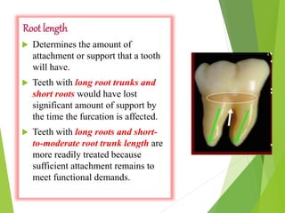 Root length
 Determines the amount of
attachment or support that a tooth
will have.
 Teeth with long root trunks and
short roots would have lost
significant amount of support by
the time the furcation is affected.
 Teeth with long roots and short-
to-moderate root trunk length are
more readily treated because
sufficient attachment remains to
meet functional demands.
 