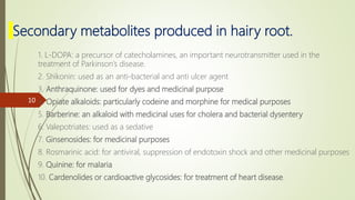 Secondary metabolites produced in hairy root.
1. L-DOPA: a precursor of catecholamines, an important neurotransmitter used in the
treatment of Parkinson’s disease.
2. Shikonin: used as an anti-bacterial and anti ulcer agent
3. Anthraquinone: used for dyes and medicinal purpose
4. Opiate alkaloids: particularly codeine and morphine for medical purposes
5. Barberine: an alkaloid with medicinal uses for cholera and bacterial dysentery
6. Valepotriates: used as a sedative
7. Ginsenosides: for medicinal purposes
8. Rosmarinic acid: for antiviral, suppression of endotoxin shock and other medicinal purposes
9. Quinine: for malaria
10. Cardenolides or cardioactive glycosides: for treatment of heart disease.
10
 