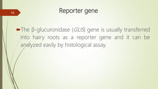 Reporter gene
The β-glucuronidase (GUS) gene is usually transferred
into hairy roots as a reporter gene and it can be
analyzed easily by histological assay.
16
 