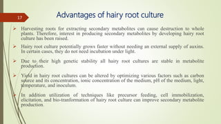 Advantages of hairy root culture
 Harvesting roots for extracting secondary metabolites can cause destruction to whole
plants. Therefore, interest in producing secondary metabolites by developing hairy root
culture has been raised.
 Hairy root culture potentially grows faster without needing an external supply of auxins.
In certain cases, they do not need incubation under light.
 Due to their high genetic stability all hairy root cultures are stable in metabolite
production.
 Yield in hairy root cultures can be altered by optimizing various factors such as carbon
source and its concentration, ionic concentration of the medium, pH of the medium, light,
temperature, and inoculum.
 In addition utilization of techniques like precursor feeding, cell immobilization,
elicitation, and bio-tranformation of hairy root culture can improve secondary metabolite
production.
17
 