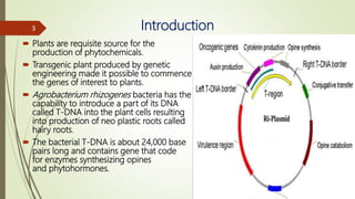 Introduction
 Plants are requisite source for the
production of phytochemicals.
 Transgenic plant produced by genetic
engineering made it possible to commence
the genes of interest to plants.
 Agrobacterium rhizogenes bacteria has the
capability to introduce a part of its DNA
called T-DNA into the plant cells resulting
into production of neo plastic roots called
hairy roots.
 The bacterial T-DNA is about 24,000 base
pairs long and contains gene that code
for enzymes synthesizing opines
and phytohormones.
3
 