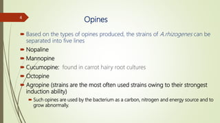 Opines
 Based on the types of opines produced, the strains of A.rhizogenes can be
separated into five lines
 Nopaline
 Mannopine
 Cucumopine: found in carrot hairy root cultures
 Octopine
 Agropine (strains are the most often used strains owing to their strongest
induction ability)
 Such opines are used by the bacterium as a carbon, nitrogen and energy source and to
grow abnormally.
4
 