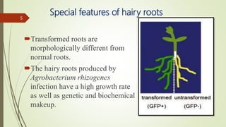 Special features of hairy roots
Transformed roots are
morphologically different from
normal roots.
The hairy roots produced by
Agrobacterium rhizogenes
infection have a high growth rate
as well as genetic and biochemical
makeup.
5
 