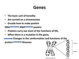 Genes
• The basic unit of heredity
• Are carried on a chromosome
• Encode how to make protein
DNA          RNA          protein
• Proteins carry out most of the functions of life.
• When there is a mutation in the gene,
        Changes in the conformation and functions of the
protein        Diseases
 
