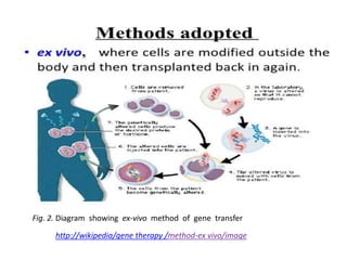 Fig. 2. Diagram showing ex-vivo method of gene transfer

      http://wikipedia/gene therapy /method-ex vivo/image
 