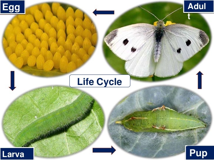 Pieris Rapae