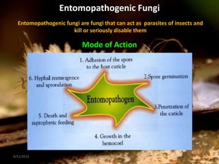 Entomopathogenic Fungi
Entomopathogenic fungi are fungi that can act as parasites of insects and
kill or seriously disable them
Mode of Action
9/11/2014 21
Division of Agricultural Chemicals
 