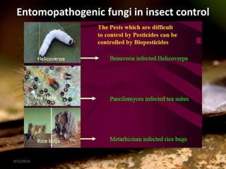 9/11/2014 22
Division of Agricultural Chemicals
Entomopathogenic fungi in insect control
 
