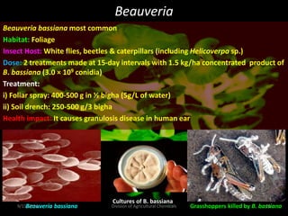 Beauveria
Beauveria bassiana most common
Habitat: Foliage
Insect Host: White flies, beetles & caterpillars (including Helicoverpa sp.)
Dose: 2 treatments made at 15-day intervals with 1.5 kg/ha concentrated product of
B. bassiana (3.0 × 109 conidia)
Treatment:
i) Foliar spray: 400-500 g in ½ bigha (5g/L of water)
ii) Soil drench: 250-500 g/3 bigha
Health impact: It causes granulosis disease in human ear
Grasshoppers killed by B. bassiana
Beauveria bassiana
Cultures of B. bassiana
9/11/2014 23
Division of Agricultural Chemicals
 