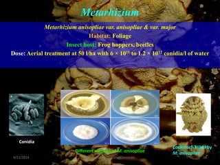 Metarhizium
Metarhizium anisopliae var. anisopliae & var. major
Habitat: Foliage
Insect host: Frog hoppers, beetles
Dose: Aerial treatment at 50 l/ha with 6 × 1011 to 1.2 × 1012 conidia/l of water
Conidia
Different cultures of M. anisopliae
Cockroach killed by
M. anisopliae
9/11/2014 24
Division of Agricultural Chemicals
 