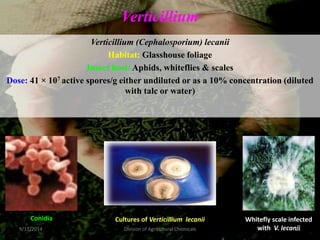 Verticillium
Verticillium (Cephalosporium) lecanii
Habitat: Glasshouse foliage
Insect host: Aphids, whiteflies & scales
Dose: 41 × 107 active spores/g either undiluted or as a 10% concentration (diluted
with talc or water)
Whitefly scale infected
with V. lecanii
Cultures of Verticillium lecanii
Conidia
9/11/2014 25
Division of Agricultural Chemicals
 