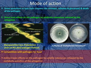 Mode of action
 Direct parasitism or lysis (lytic enzymes like chitinase, cellulase & glucanase) & death
of the pathogen
 Direct toxic effects on the pathogen by antibiotic substances released by the
antagonist
Mycoparasitism by a Trichoderma
strain on the plant pathogen Pythium
 Competition with pathogen for food
 Indirect toxic effects on the pathogen by volatile substances released by the
metabolic activities of the antagonist
Cultures of Trichoderma harzianum
9/11/2014 27
Division of Agricultural Chemicals
 