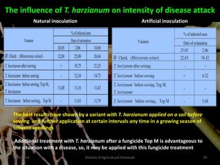 9/11/2014 Division of Agricultural Chemicals 29
The influence of T. harzianum on intensity of disease attack
Artificial inoculation
Natural inoculation
The best results have shown by a variant with T. harzianum applied on a soil before
sowing and further application at certain intervals any time in a growing season of
tobacco seedlings
Additional treatment with T. harzianum after a fungicide Top M is advantageous to
the situation with a disease, so, it may be applied with this fungicide treatment
 
