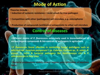 Mode of Action
Control of diseases
• Different strains of P. fluorescens extensively used in bioremediation of
various organic compounds & bio-controls of pathogens in agriculture
• P. fluorescens found effective in controlling fungal pathogens such as
wilt/root rot, Fusarium oxysporum f. sp. Cubense, Pythium sp., R. solani, R.
oryzae, S. rolfsii & bacterial pathogens like Xanthomonas citri & P.
solanacearum in field tests
• Bacterial preparations widely used in organic spice cultivation of southern
India
Theories include -
• Induction of systemic resistance – resist attack by true pathogen
• Competition with other (pathogenic) soil microbes, e.g. siderophores
• Production of compounds (antibiotics) antagonistic to other soil microbes
9/11/2014 31
Division of Agricultural Chemicals
 
