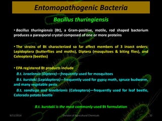 Entomopathogenic Bacteria
• Bacillus thuringiensis (Bt), a Gram-positive, motile, rod shaped bacterium
produces a parasporal crystal composed of one or more proteins
• The strains of Bt characterized so far affect members of 3 insect orders:
Lepidoptera (butterflies and moths), Diptera (mosquitoes & biting flies), and
Coleoptera (beetles)
• EPA registered Bt products include
B.t. israelensis (Diptera)—frequently used for mosquitoes
B.t. kurstaki (Lepidoptera)—frequently used for gypsy moth, spruce budworm,
and many vegetable pests
B.t. sandiego and tenebrionis (Coleoptera)—frequently used for leaf beetle,
Colorado potato beetle
B.t. kurstaki is the most commonly used Bt formulation
Bacillus thuringiensis
9/11/2014 32
Division of Agricultural Chemicals
 