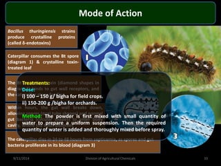 Mode of Action
Bacillus thuringiensis strains
produce crystalline proteins
(called δ-endotoxins)
Caterpillar consumes the Bt spore
(diagram 1) & crystalline toxin-
treated leaf
The Bt crystalline toxin (diamond shapes in
diagram 2) binds to gut wall receptors, and
the caterpillar stops feeding
Within hours, the gut wall breaks down,
allowing spores (oval tube shapes) and normal
gut bacteria (circular shapes) to enter body
cavity, where the toxin dissolves
The caterpillar dies in 24 to 48 hours from septicemia, as spores and gut
bacteria proliferate in its blood (diagram 3)
Treatments:
Dose:
i) 100 – 150 g/ bigha for field crops.
ii) 150-200 g /bigha for orchards.
Method: The powder is first mixed with small quantity of
water to prepare a uniform suspension. Then the required
quantity of water is added and thoroughly mixed before spray.
9/11/2014 33
Division of Agricultural Chemicals
 