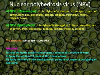 Nuclear polyhedrosis virus (NPV)
A) NPV (Helicoverpa): It is highly effective on H. armigera, pest of
cotton,gram, pea, pigeon pea, tomato, cabbage, ground nut, millets,
oilseeds & roses
A) NPV (Spodoptera): It is highly effective against S. litura caterpillar, pest
of cotton, gram, pigeon pea, cabbage, tomato, chillies & oilseeds
Treatments: Dose: 250 – 500 LE/ha
Method:
i) Shake the bottle properly and prepare a solution @ 1 ml/litre of water
ii) Spray the solution 2-3 times at 10-15 days interval
iii) Spray preferably in the evening and on young larval stages or on sighting of
egg laying
9/11/2014 40
Division of Agricultural Chemicals
 