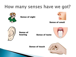 Sense of sight
Sense of
hearing
Sense of smell
Sense of taste
Sense of touch
 
