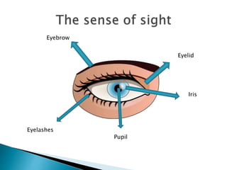 Eyebrow
Eyelid
Iris
Pupil
Eyelashes
 