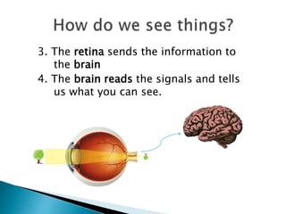 3. The retina sends the information to
the brain
4. The brain reads the signals and tells
us what you can see.
 