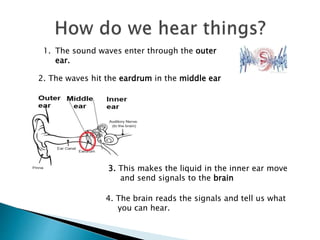 1. The sound waves enter through the outer
ear.
2. The waves hit the eardrum in the middle ear
3. This makes the liquid in the inner ear move
and send signals to the brain
4. The brain reads the signals and tell us what
you can hear.
 