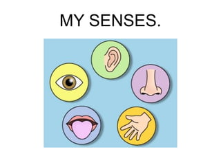 MY SENSES.

 