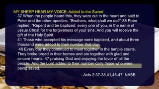 37 When the people heard this, they were cut to the heart and said to
Peter and the other apostles, “Brothers, what shall we do?” 38 Peter
replied, “Repent and be baptized, every one of you, in the name of
Jesus Christ for the forgiveness of your sins. And you will receive the
gift of the Holy Spirit.
41 Those who accepted his message were baptized, and about three
thousand were added to their number that day.
46 Every day they continued to meet together in the temple courts.
They broke bread in their homes and ate together with glad and
sincere hearts, 47 praising God and enjoying the favor of all the
people. And the Lord added to their number daily those who were
being saved.
- Acts 2:37-38,41,46-47 NASB
MY SHEEP HEAR MY VOICE: Added to the Saved
 