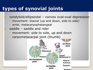 types of synovial joints
4. condyloid/ellipsoidal – convex oval-oval depression
 movement: biaxial (up and down, side to side)
 wrist, metacarpophalangeal
5. saddle – saddle and rider
• movement: side to side, up and down
• carpometacarpal joint (thumb)
 
