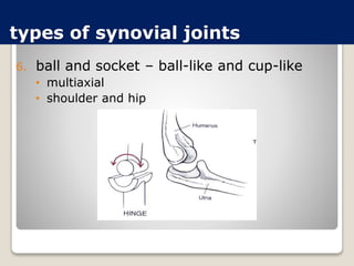 types of synovial joints
6. ball and socket – ball-like and cup-like
• multiaxial
• shoulder and hip
 