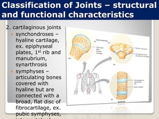 Classification of Joints – structural
and functional characteristics
2. cartilaginous joints
 synchondroses –
hyaline cartilage,
ex. epiphyseal
plates, 1st rib and
manubrium,
synarthrosis
 symphyses –
articulating bones
covered with
hyaline but are
connected with a
broad, flat disc of
fibrocartilage, ex.
pubic symphyses,
 