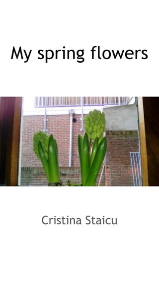 My spring flowers
Cristina Staicu
 