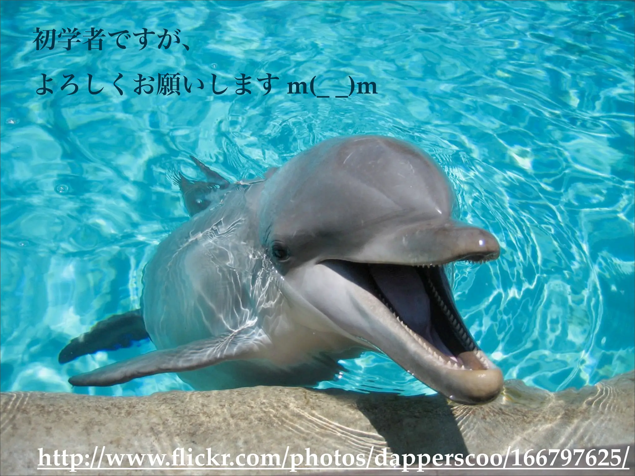 初学者ですが、
よろしくお願いします m(_ _)m




http://www.ﬂickr.com/photos/dapperscoo/166797625/
 