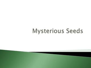 Mysterious Seeds 