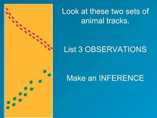 Look at these two sets of animal tracks. List 3 OBSERVATIONS Make an INFERENCE 