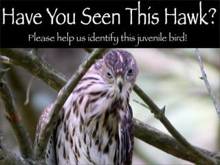 Please help us identify this juvenile bird!