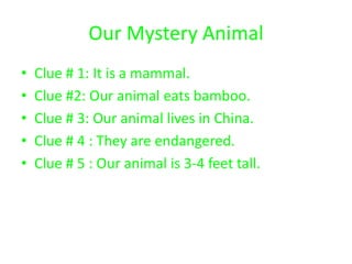 Our Mystery Animal
•   Clue # 1: It is a mammal.
•   Clue #2: Our animal eats bamboo.
•   Clue # 3: Our animal lives in China.
•   Clue # 4 : They are endangered.
•   Clue # 5 : Our animal is 3-4 feet tall.
 