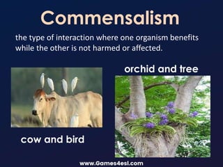 Commensalism
the type of interaction where one organism benefits
while the other is not harmed or affected.
cow and bird
orchid and tree
 