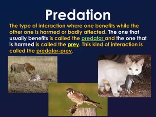 Predation
The type of interaction where one benefits while the
other one is harmed or badly affected. The one that
usually benefits is called the predator and the one that
is harmed is called the prey. This kind of interaction is
called the predator-prey.
 