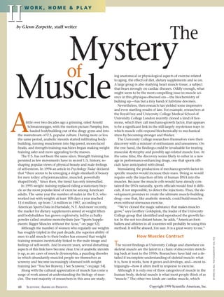 II
      W O R K , H O M E & P L AY



 by Glenn Zorpette, staff writer

                                                                                                           The
    Mystery
   of
 Muscle
                                                                    ing anatomical or physiological aspects of exercise related
                                                                    to aging, the effects of diet, dietary supplements and so on.
                                                                    A large group is also studying heart muscle tissue, a subject
                                                                    that bears strongly on cardiac diseases. Oddly enough, what
                                                                    might seem to be the most compelling issue in muscle sci-
                                                                    ence in this physique-obsessed era—the biochemistry of
                                                                    bulking up—has but a tiny band of full-time devotees.
                                                                       Nevertheless, their research has yielded some impressive
                                                                    and even startling results of late. For example, researchers at




A
                                                                    the Royal Free and University College Medical School of
                                                                    University College London recently cloned a kind of hor-
       little over two decades ago a grinning, oiled Arnold         mone, which they call mechano-growth factor, that appears
         Schwarzenegger, with the motion picture Pumping Iron,      to be a significant link in the still largely mysterious ways in
           hauled bodybuilding out of the dingy gyms and into       which muscle cells respond biochemically to mechanical
 the mainstream of U.S. popular culture. During more or less        stress by becoming stronger and thicker.
 the same period, anabolic steroids started infiltrating body-         The University College researchers themselves view their
 building, turning musclemen into big-jawed, moon-faced             discovery with a mixture of enthusiasm and uneasiness. On
 freaks, and strength-training machines began making weight         the one hand, the findings could be invaluable for treating
 training safer and more appealing to the masses.                   muscular dystrophy and possibly age-related muscle loss. At
    The U.S. has not been the same since. Strength training has     the same time, the discovery seems likely to usher in a new
 persisted as few movements have in recent U.S. history, re-        age in performance-enhancing drugs, one that sports offi-
 shaping popular views of physical beauty and male feelings         cials have anticipated with dread.
 of self-esteem. In 1994 an article in Psychology Today declared       Stimulating the production of mechano-growth factor in
 that “there seems to be emerging a single standard of beauty       specific muscles would increase their mass. Doing so would
 for men today: a hypermasculine, muscled, powerfully               require only the injection of bits of human DNA into the
 shaped body.” Since then, the trend has only intensified.          muscles. Because the muscle cells would have already con-
    In 1995 weight training replaced riding a stationary bicy-      tained the DNA naturally, sports officials would find it diffi-
 cle as the most popular kind of exercise among American            cult, if not impossible, to detect the injections. Thus, the de-
 adults. The same year the number of males in the U.S. who          velopment promises to create the ultimate muscle-building
 worked out with weights at least 100 days a year reached           drug—one that, like anabolic steroids, could build muscles
 11.6 million, up from 7.4 million in 1987, according to            even without strenuous exercise.
 American Sports Data in Hartsdale, N.Y. And more recently,            “We’ve cloned the magic substance that makes muscles
 the market for dietary supplements aimed at weight lifters         grow,” says Geoffrey Goldspink, the leader of the University
 and bodybuilders has grown explosively, led by a chalky            College group that identified and reproduced the growth fac-
 powder called creatine monohydrate [see “Sports Supple-            tor. In the not too distant future, he adds, “American foot-
 ments: Bigger Muscles without the Acne,” on page 52].              ballers and athletes in all countries will probably be using this
    Although the number of women who regularly use weights          method. It will be abused, I’m sure. It is a great worry to me.”
 has roughly tripled in the past decade, the superior ability of
 men to add muscle to their bodies has ensured that weight                          How Muscles Contract
                                                                                                                                        ©1999 EAS INC. PHOTOGRAPH BY KAL YEE




 training remains inextricably linked to the male image and
 feelings of self-worth. And in recent years, several disturbing    T  he recent findings at University College and elsewhere on
 aspects of this link have become clear. Use of anabolic steroids   skeletal muscle are the latest in a chain of discoveries stretch-
 is up, as are cases of muscle dysmorphia, a puzzling disorder      ing back at least to the 1950s. Researchers have laid out a de-
 in which abundantly muscled people see themselves as               tailed if incomplete understanding of skeletal muscle: what
 scrawny and become increasingly obsessed with weight               it is, how it works, how it grows and develops, and—most in-
 training [see “You See Brawny, I See Scrawny,” on page 54].        triguingly—how it alters itself in response to exercise.
    Along with the cultural appreciation of muscle has come a          Although it is only one of three categories of muscle in the
 surge of work aimed at understanding the biology of mus-           human body, skeletal muscle is what most people think of as
 cles. The vast majority of researchers in this area are study-     “muscle.” The other two kinds are cardiac muscle, which

 48    SCIENTIFIC AMERICAN PRESENTS                                                          Copyright 1999 Scientific American, Inc.
 