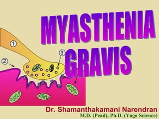 MYASTHENIA  GRAVIS Dr. Shamanthakamani Narendran M.D. (Pead), Ph.D. (Yoga Science) 