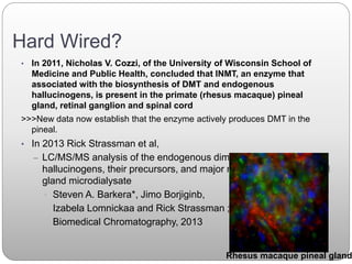 Hard Wired?
• In 2011, Nicholas V. Cozzi, of the University of Wisconsin School of
Medicine and Public Health, concluded that INMT, an enzyme that
associated with the biosynthesis of DMT and endogenous
hallucinogens, is present in the primate (rhesus macaque) pineal
gland, retinal ganglion and spinal cord
>>>New data now establish that the enzyme actively produces DMT in the
pineal.
• In 2013 Rick Strassman et al,
– LC/MS/MS analysis of the endogenous dimethyltryptamine
hallucinogens, their precursors, and major metabolites in rat pineal
gland microdialysate
• Steven A. Barkera*, Jimo Borjiginb,
Izabela Lomnickaa and Rick Strassman ;
Biomedical Chromatography, 2013
Rhesus macaque pineal gland
 