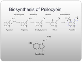 Biosynthesis of Psilocybin
Serotonin
 