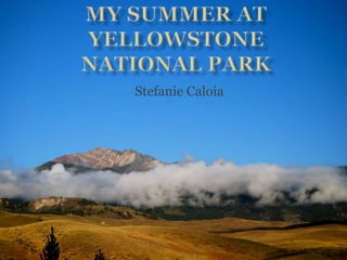 My summer at Yellowstone National Park  Stefanie Caloia 