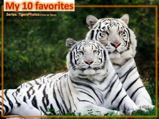 My 10 favorites Series: TigersPhotos (Fotos de Tigres) 