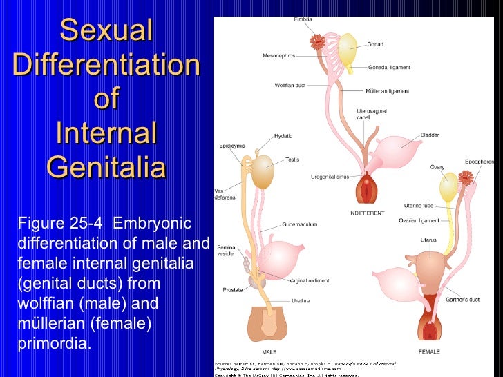 Myth and science of sexuality short