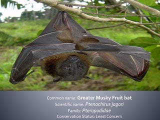Common name: Greater Musky Fruit bat
Scientific name: Ptenochirus jagori
Family: Pteropodidae
Conservation Status: Least Concern
 
