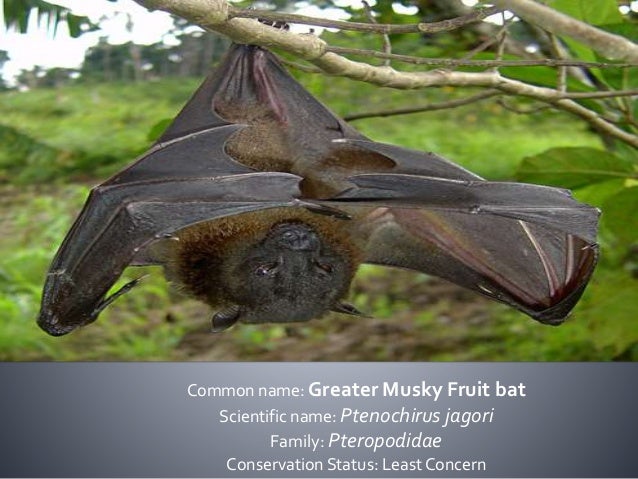 Bats Of The Philippines Family Pteropodidae And Rhinolophidae Bats Of The Philippines Family Pteropodidae And Rhinolophidae